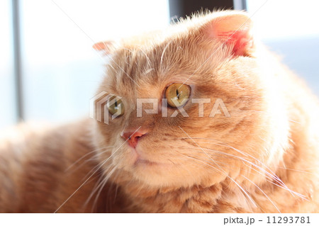窓辺の猫アップ 窓辺の猫アップ 11293781