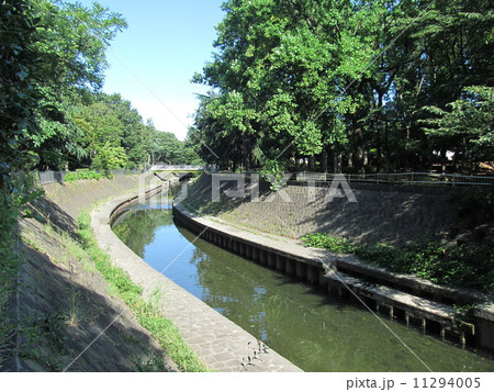 善福寺川の夏 11294005