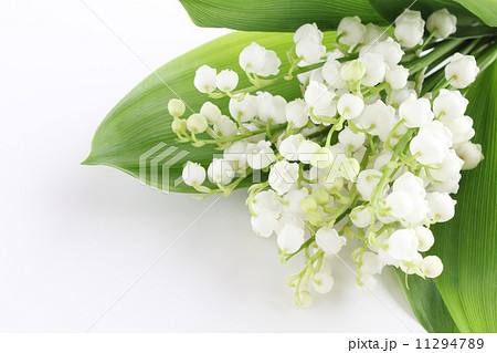 スズランの花束 横 部分 の写真素材