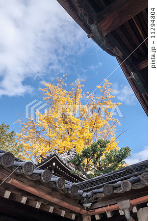 大谷祖廟　大銀杏 11294804