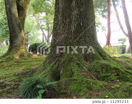 木の根元の写真素材 [11295233] - PIXTA