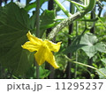 きゅうりの花 11295237