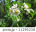 じゃがいもの花 11295238