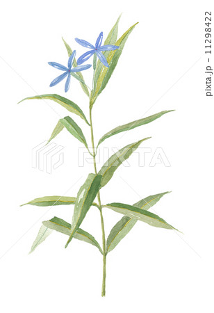 丁字草 丁字草 11298422