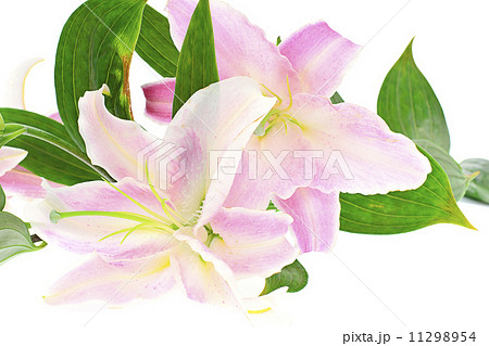 Pink Lily Isolated on White Background 11298954