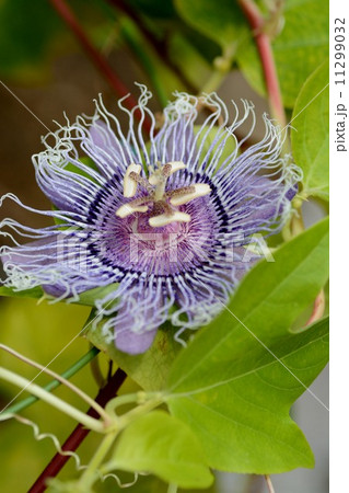 咲くやこの花館（花博記念公園）のパッシフロラ・エリザベス 11299032