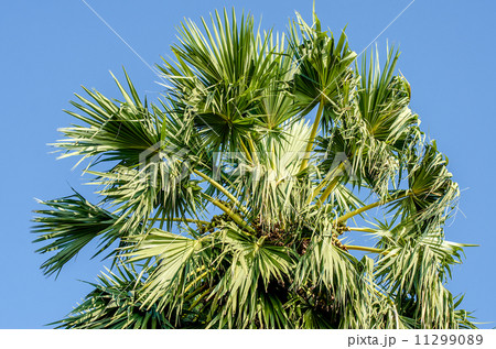 Sugar palm tree on blue sky background Sugar palm tree on blue sky background 11299089