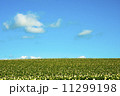 花ざかりのジャガイモ畑と雲 11299198