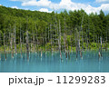 青い池 11299283