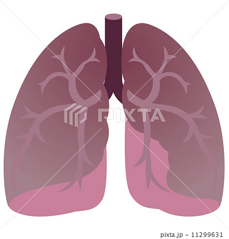 医療　肺　臓器 11299631