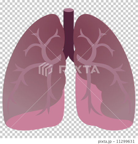 医療　肺　臓器 11299631