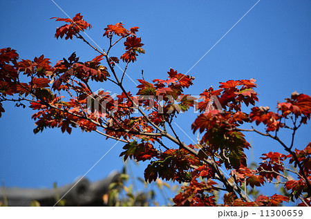 紅葉1 紅葉1 11300659
