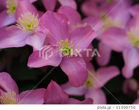 クレマチス　モンタナ 11300750