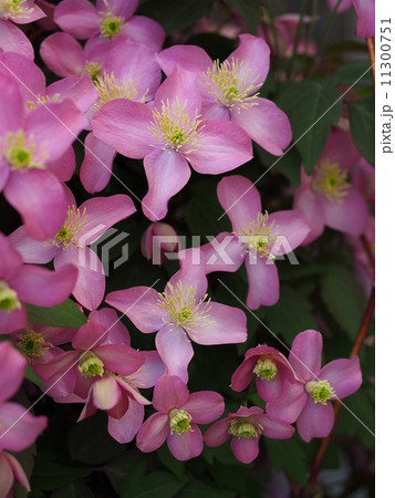 クレマチス　モンタナ 11300751