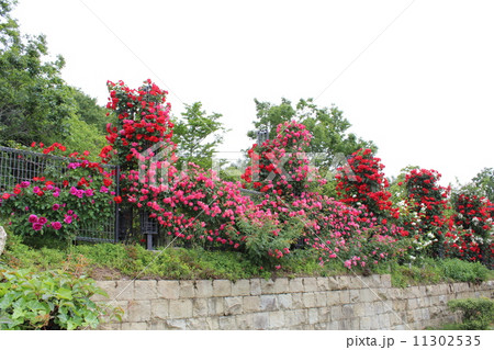 つるバラの道 つるバラの道 11302535