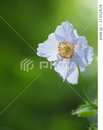 ヒマラヤの青いケシ 11302826