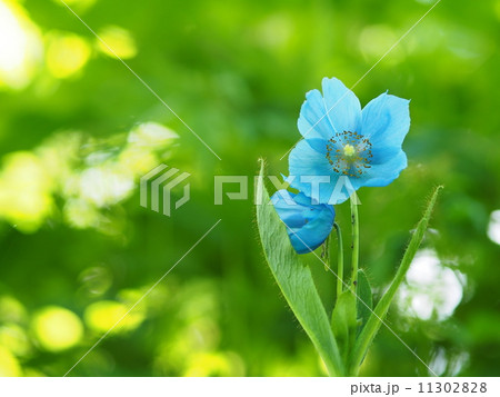 ヒマラヤの青いケシ 11302828