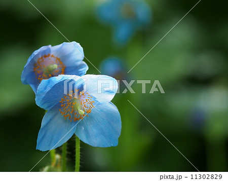 ヒマラヤの青いケシ 11302829
