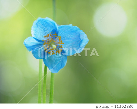 ヒマラヤの青いケシ 11302830