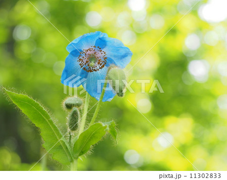 ヒマラヤの青いケシ 11302833