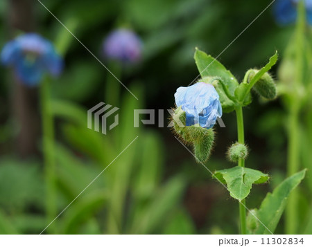 ヒマラヤの青いケシのつぼみ 11302834