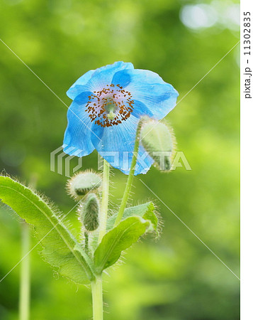 ヒマラヤの青いケシ 11302835