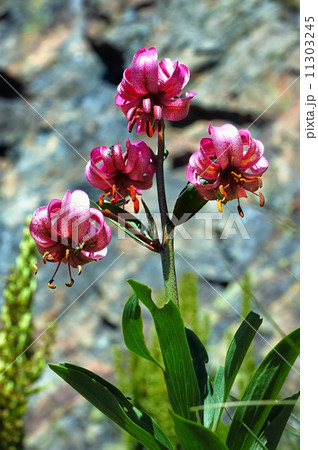 wild orchid 11303245