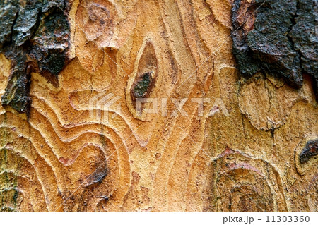 Bark texture 11303360