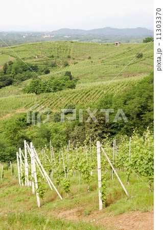 Vineyard Vineyard 11303370