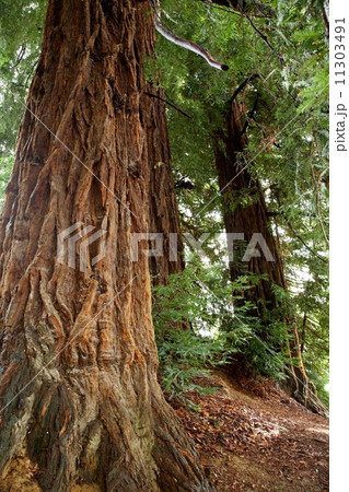Redwoods 11303491