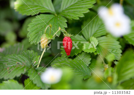 Strawberry fruits on the branch 11303582