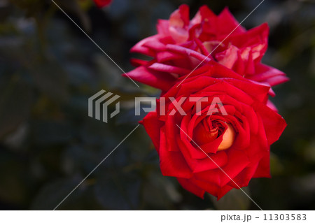 Beautiful rose bud after rain 11303583