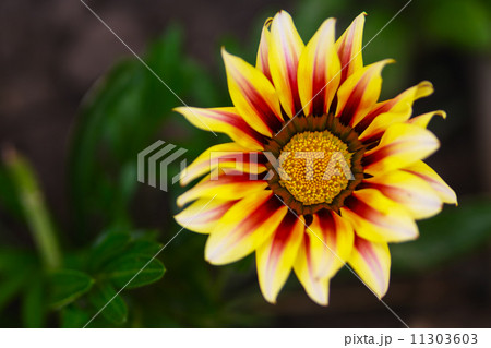 Yellow Gazania flower macro photo 11303603