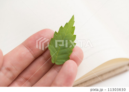 木の葉 木の葉 11303630