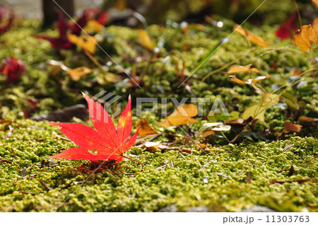 ひとひら 11303763