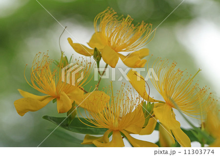 花めぐり 花めぐり 11303774