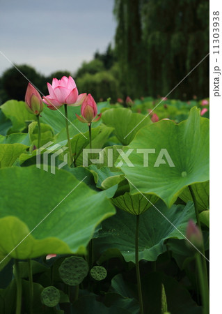 蓮の花 蓮の花 11303938