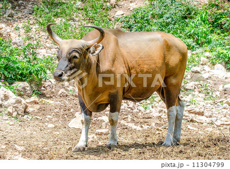 Red bull ,Banteng in the forest 11304799