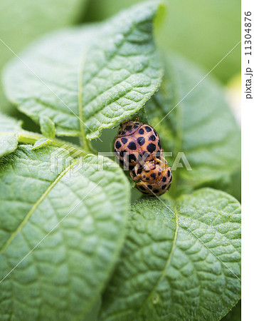 サマータイム 夏季 カップル 11304876