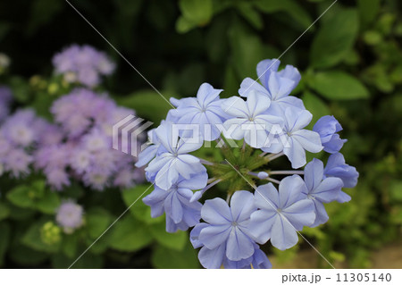 ルリマツリ 11305140