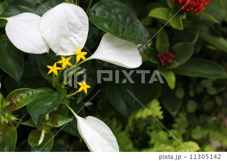 コンロンカ 11305142