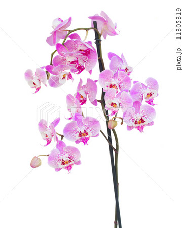 pink  orchid branch 11305319