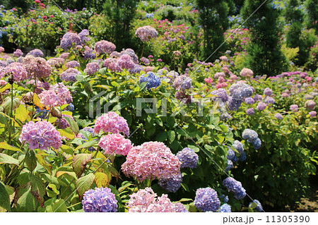 紫陽花苑 11305390