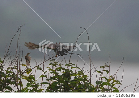 カッコウ(Cuckoo) VS コヨシキリ in 北海道 11306298