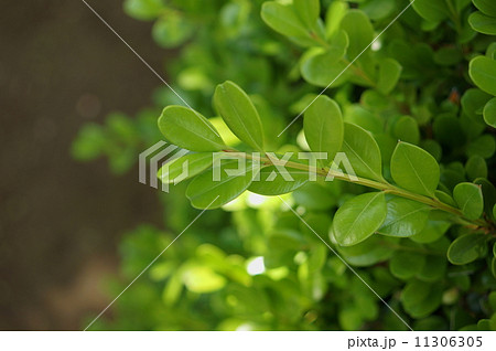 ツゲ　黄楊　柘植　Buxus microphylla var. japonica 11306305