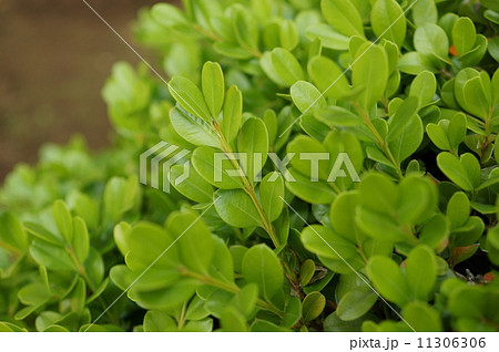 ツゲ　黄楊　柘植　Buxus microphylla var. japonica 11306306