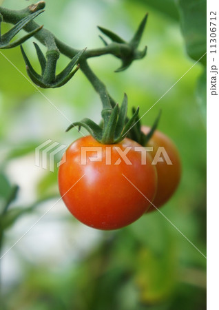ミニトマト 11306712