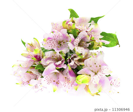 The branch of freesia with flowers, buds 11306946