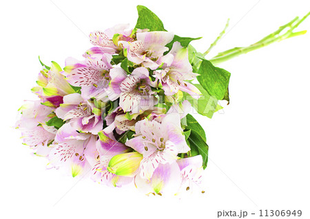 The branch of freesia with flowers, buds 11306949