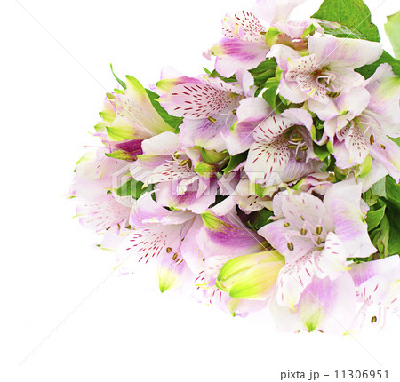 The branch of freesia with flowers, buds The branch of freesia with flowers, buds 11306951
